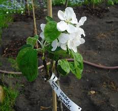 Anna (6), tim (6) und laura (11) gemaltes video zum lied „so groß wie ein baum (text: Apfel Mission Hauswirtschaft