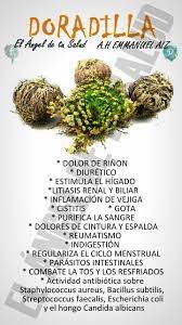 Beneficios De La Doradilla Hierbas Curativas Remedios Para La Salud Recetas Para La Salud