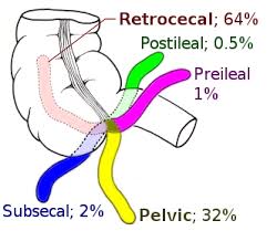 Vermiform Appendix Meaning In Tamil Shabdkosh