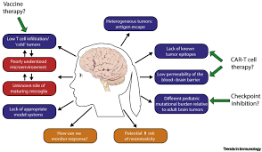Epidemiology as a general rule, brain tumors increase in frequency with age, with individual exceptions (e.g. Towards Immunotherapy For Pediatric Brain Tumors Trends In Immunology