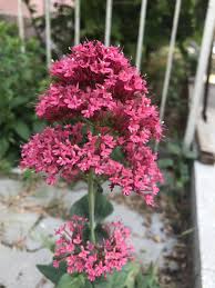 Centranthus Ruber 2020