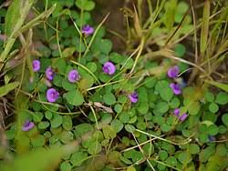 Image result for Grona triflora