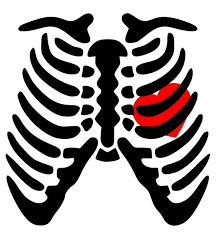 Rib cage pain may be sharp, dull, or achy and felt at or below the chest or above the navel on either side. Skeleton Rib Cage Heart Svg Pdf Png Eps Dxf Welcome Etsy