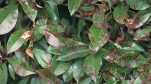 Maybe you would like to learn more about one of these? Leaf Spot Of Red Tip Photinia University Of Maryland Extension