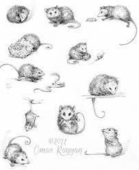 Opossum I Need This Animal Sketches Opossum Tattoo Animal Illustration