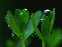 Image result for Bacopa hamiltoniana