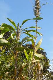 Pitcairnia Brunnescens Cordyline Bromeliad Buy Seeds At Rarepalmseeds Com Entdecken sie amoenas produkte zur versorgung nach brustkrebs: rare palm seeds