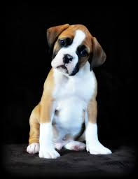 Contact bangor boxer breeders near you using our free boxer breeder search tool below! My Past Litters