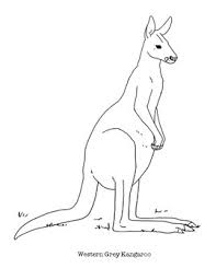 Tips on using the kangaroo coloring printable. Western Grey Kangaroo Coloring Page By Mama Draw It Tpt