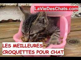 les meilleures croquettes pour chat youtube croquette pour chat croquettes croquettes chat