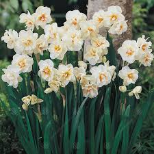 Daffodil Sir Winston Churchill In 2020 Daffodils Daffodil Bulbs Spring Flowering Bulbs
