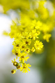 Image result for Solidago
