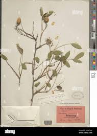 Image result for Xanthocercis zambesiaca