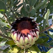 Image result for Protea enervis