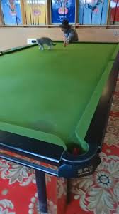 Bird Bouncing Golf Ball Fake Join Our Growing Freelance Community Price Range 5 10 000 Video In 2020 Cute Baby Cats Cute Funny Animals Cute Baby Animals