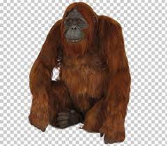 Laden sie die kostenlosen grafikressourcen in form von png eps ai. Orangutan Png Clipart Orangutan Free Png Download
