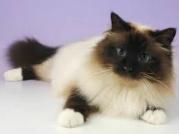 The Birman Cat Club