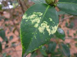 Camellia Diseases Insect Pests Home Garden Information Center