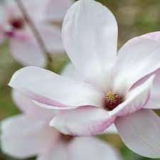 A Gallery Of Magnolias Magnolia Magnolia Flower Magnolia Trees