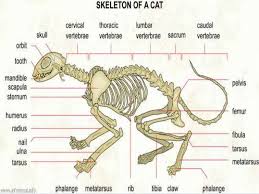 The second largest bone in physique is the tibia, additionally known as the shinbone. Physiognomy And Anatomy Of The Cat