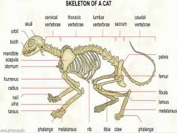 Some have slender legs and cobby (stocky) bodies, for example the bone length is increased as the cat grows by the production of new bone at the growth plates (epiphyses: Cat Leg Bone Diagram Jurininkas Garbinimas Genijus Cow Leg Anatomy Yenanchen Com So How Many Bones Are In A Cat S Leg Images Cute