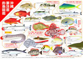 沖縄要注意釣魚図鑑をアップロード | 南国釣りコ 亜熱帯沖縄の釣り情報