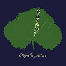 Image result for Stigmella pretiosa