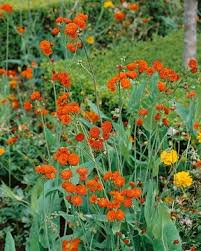 Image result for Emilia coccinea