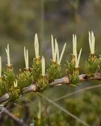 Image result for Crotalaria preladoi