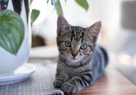 Just soak in water for five minutes about once a week. Indoor Plants And Flowers The Pet Friendly Guide Rspca Nsw