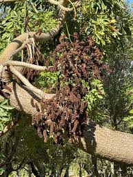 Image result for Cussonia spicata