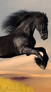 Http Stockwallpapers Org 18687 Black Horse Wallpaper For Mobile Free Download Html Black Horse Wallpaper For Mob Horses Cute Animals Images Horse Wallpaper