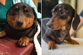 Because of the odd spelling it. Rare Skin Condition Causes Dachshund To Inflate Into Plump Weiner Dog People Com