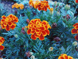 Pin On Flores