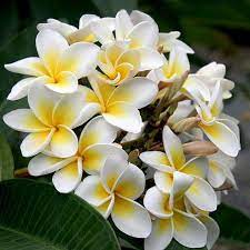 Pin On Plant Care