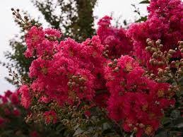 Was $12.99 special price $6.49. Flowering Trees