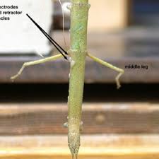 With the stick figure, we can actually make a few modifications to help us put our figures into different poses.we can break up the arms and legs by adding elbows and knees. Stick Insect With Emg Wires In The Pro And Retractor Muscles Of The Download Scientific Diagram