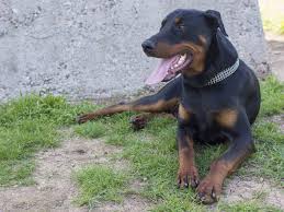 An alle boxer erfahrenen boxerbesitzer. Der Dobermann Ein Stolzer Wach Und Familienhund