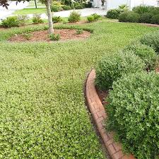 Image result for Phyla nodiflora