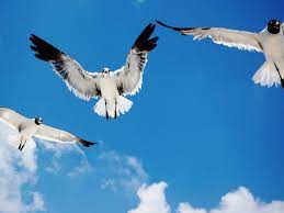 Photos Flying Birds Pet Birds Birds Wallpaper Hd Bird Wallpaper