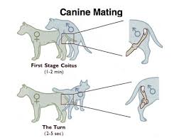 By continuing to use aliexpress you accept our use of cookies (view more on our privacy policy). Male Female Dog Reproductive Systems Organs And Hormones