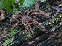Mygale De Guyane Mygale Araignee Animaux