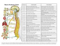 Will Chiropractic Adjustments Help Me