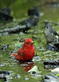 Pin By Cigdem Karaca On Tweet Tweet Beautiful Birds Pet Birds Birds