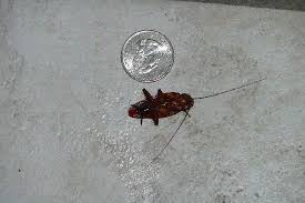 Palmetto bugs prefer damp and moist environments, so don't be surprised to find them in sinks, bathrooms, garages, etc. Small Palmetto Bug In Our Room Picture Of Surf Motel South Padre Island Tripadvisor