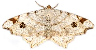 Image result for Macaria fusca