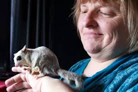 Weird, cute big-eyed sugar gliders: the new pet craze