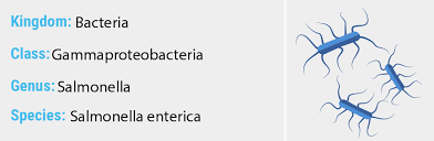 Paratyphi b (formerly known as salmonella schottmülleri), consists of two distinct types of strains, those that produce enteric fever, found primarily in humans, and those producing gastroenteritis in humans, also found in animal species. Salmonella Enterica Quip Labs