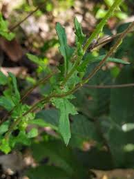 Image result for Crassocephalum rubens