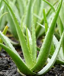 Wo du diese aloe vera pflanze findest und was es zu beachten gibt, erfährst du hier. Aloe Vera Gel Wirkung Produkte Und Herstellung